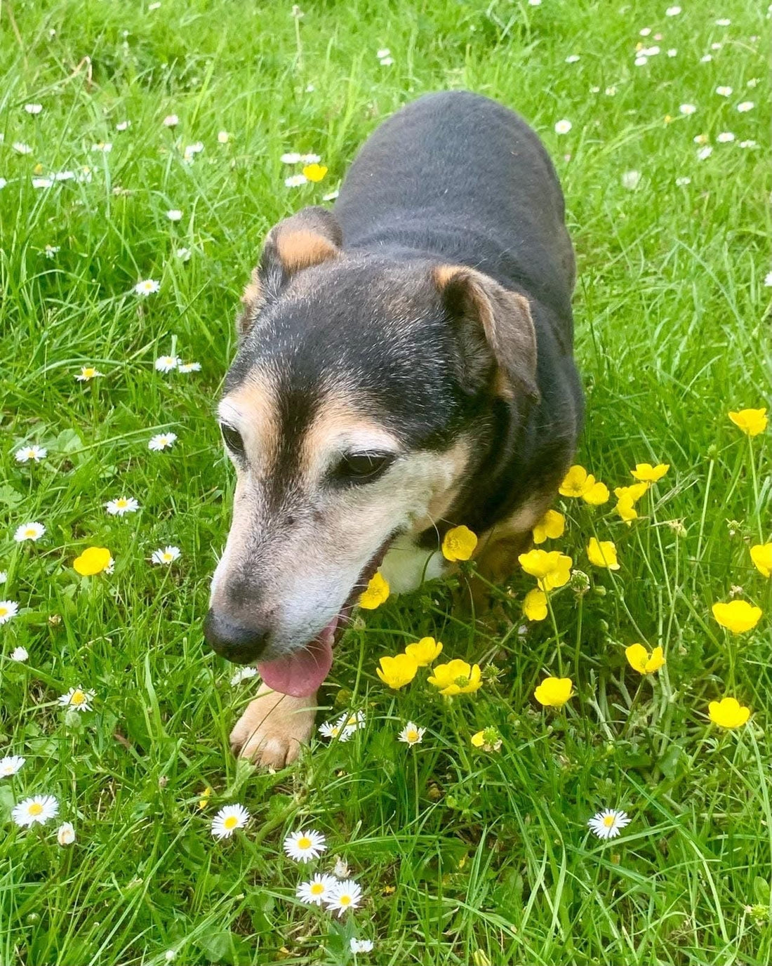Paw Prints on Our Hearts: Remembering Monty