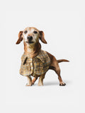 Dog wearing a plaid coat on a white background