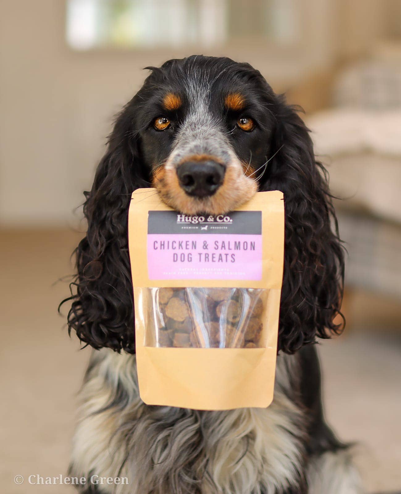 Dog holding a bag of Hugo & Co. chicken and salmon dog treats.