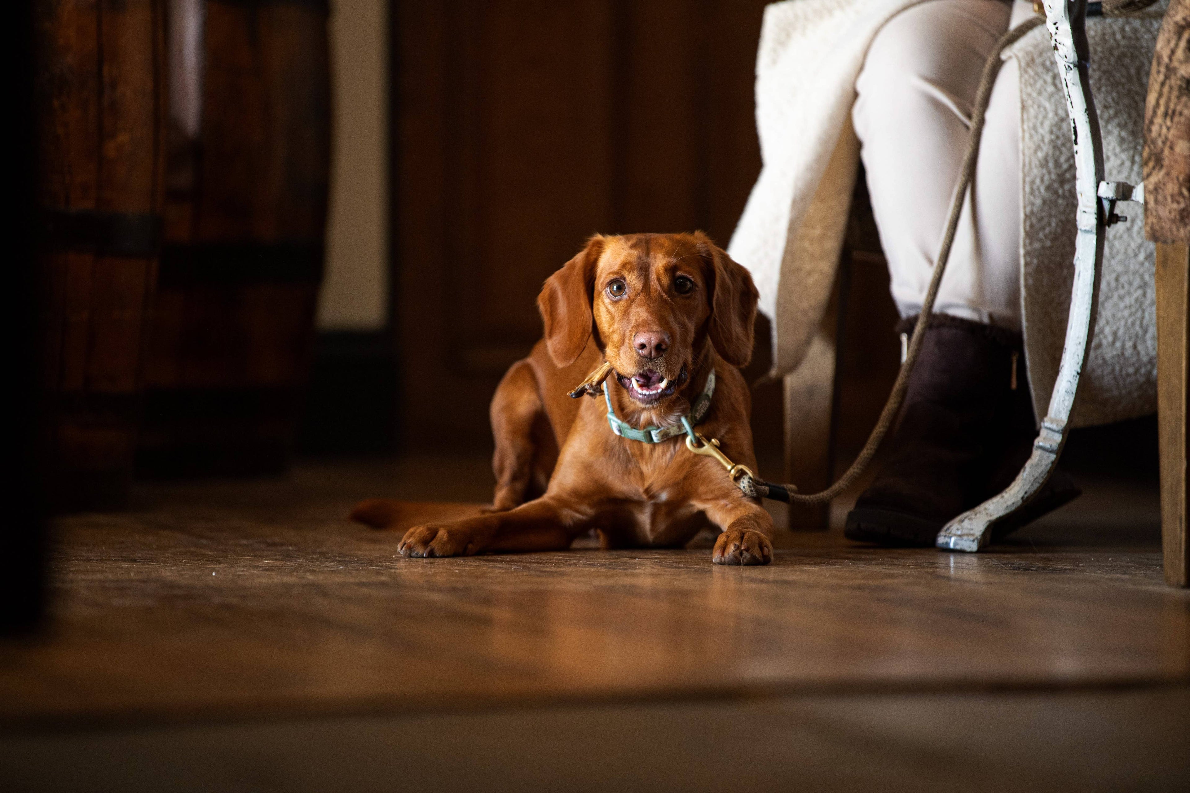 Brown dog sitting on a wooden floor with a leash attached to a chair.