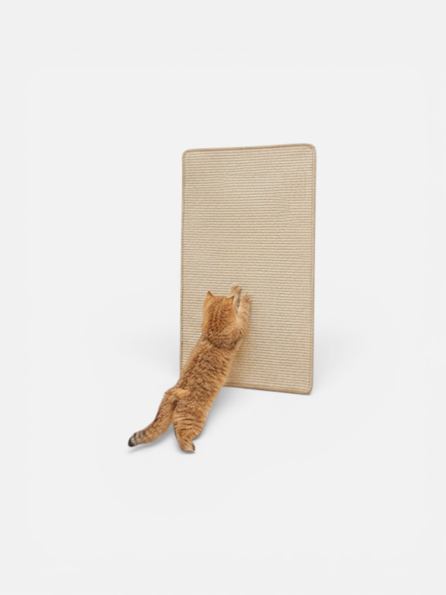 Cat using a cardboard scratcher on a white background