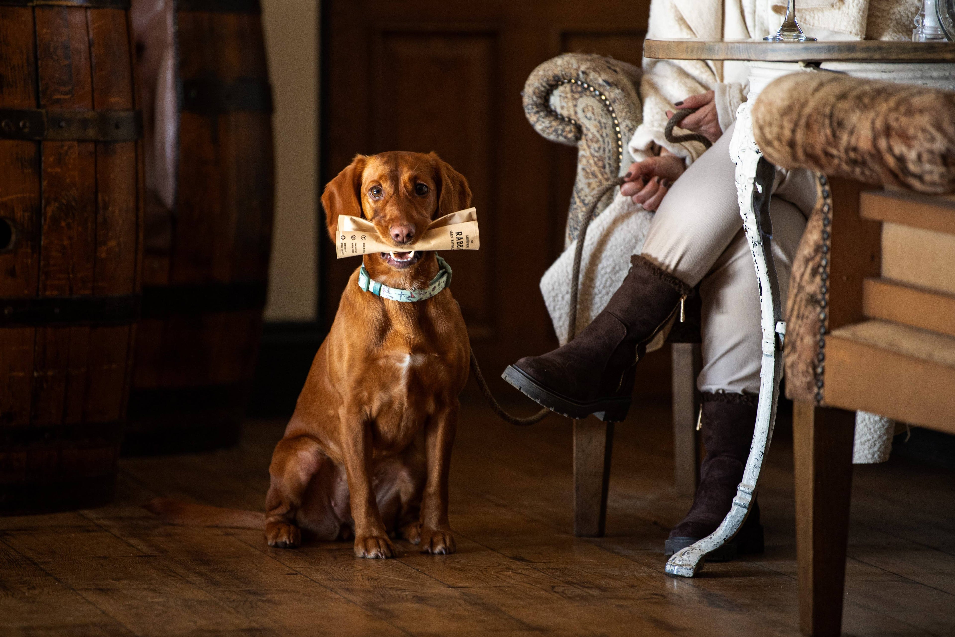 Dog holding a newspaper in its mouth, sitting on a wooden floor with a person and chair in the background.